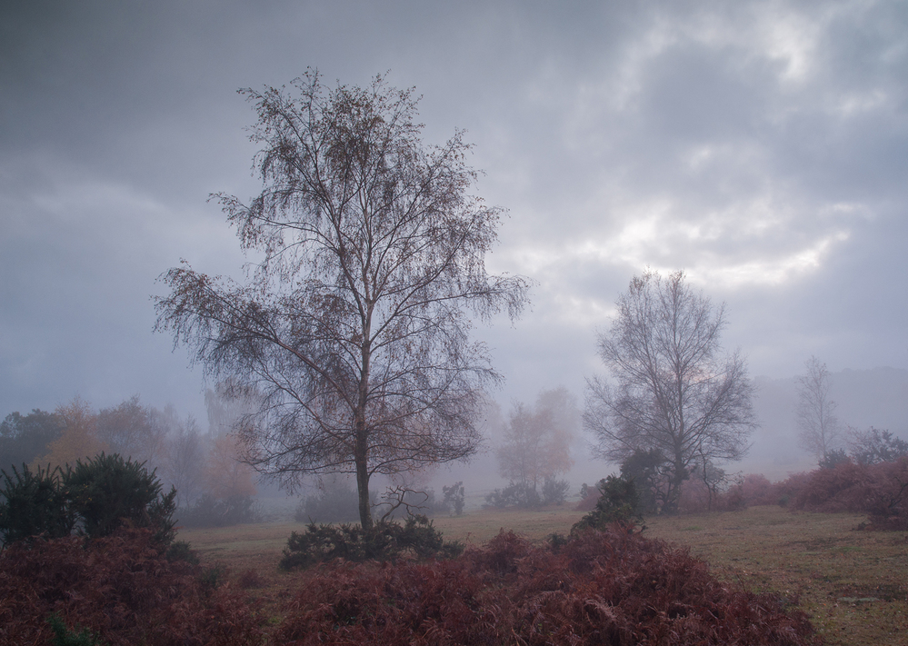 Autumn Furzley Common Mist 2